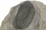 Exceptional Morocops Trilobite - Large Specimen #334931-4